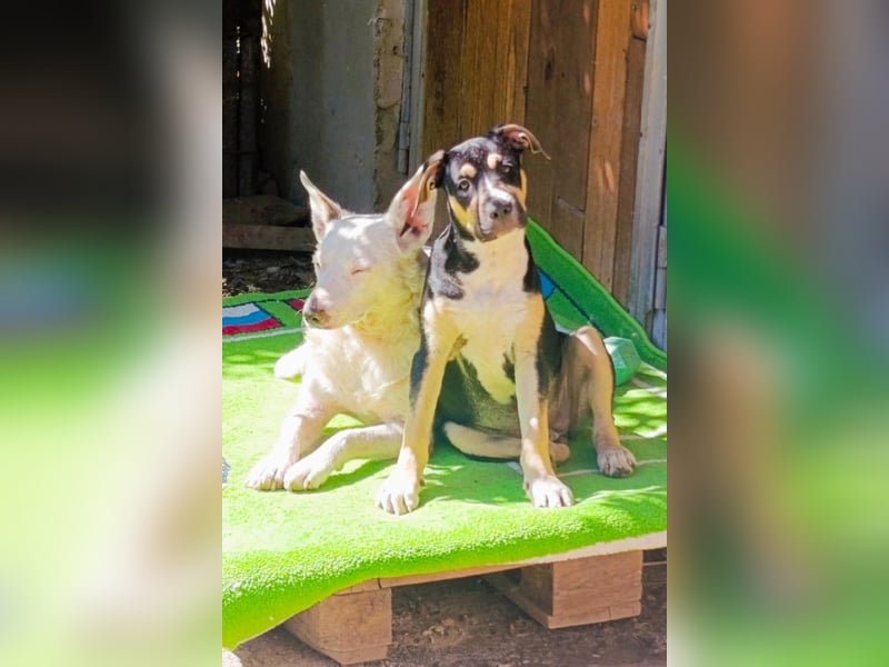 Lykka ❤️ fröhliches, verspieltes & neugieriges Hundemädchen