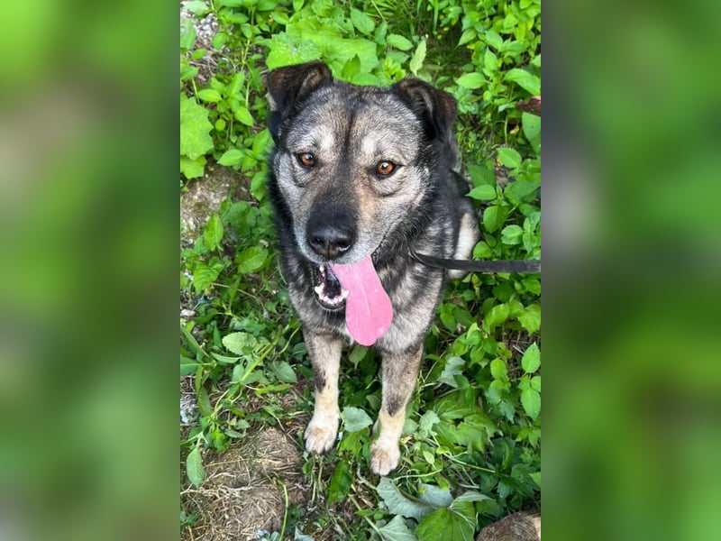 Medo ❤️ so gutmütig, liebevoll + sozial!