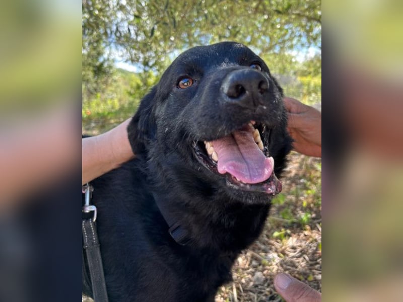 Bruce ❤️ Sanftmütig, loyal, verschmust!