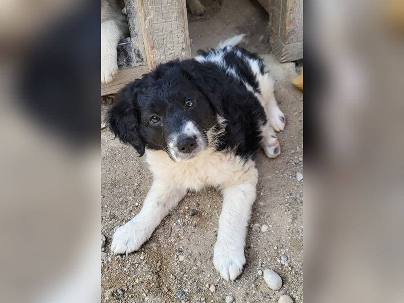 Süße Welpin ♥Suki♥ sucht ihre Menschen