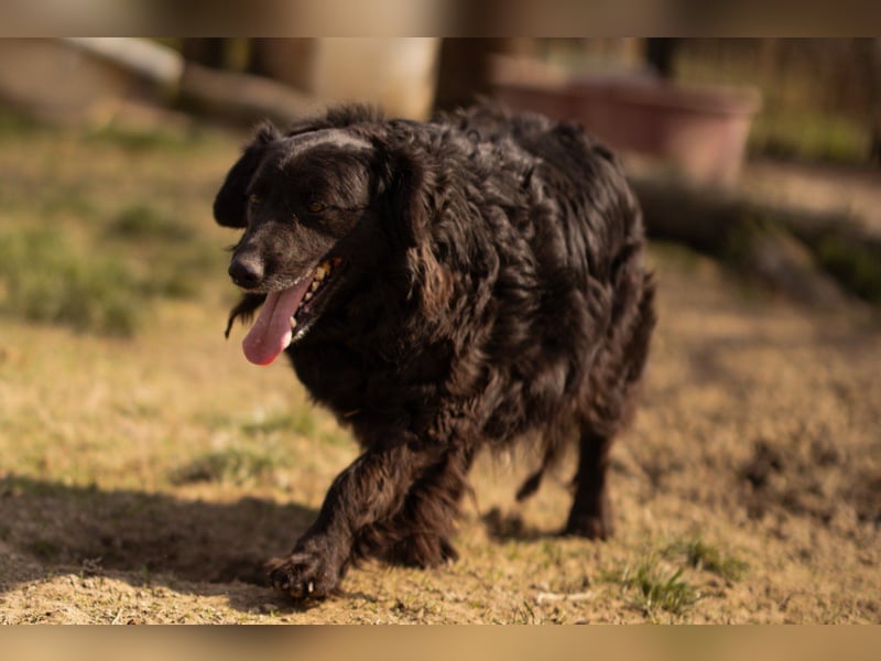 Norman - ein rundum toller Rüde