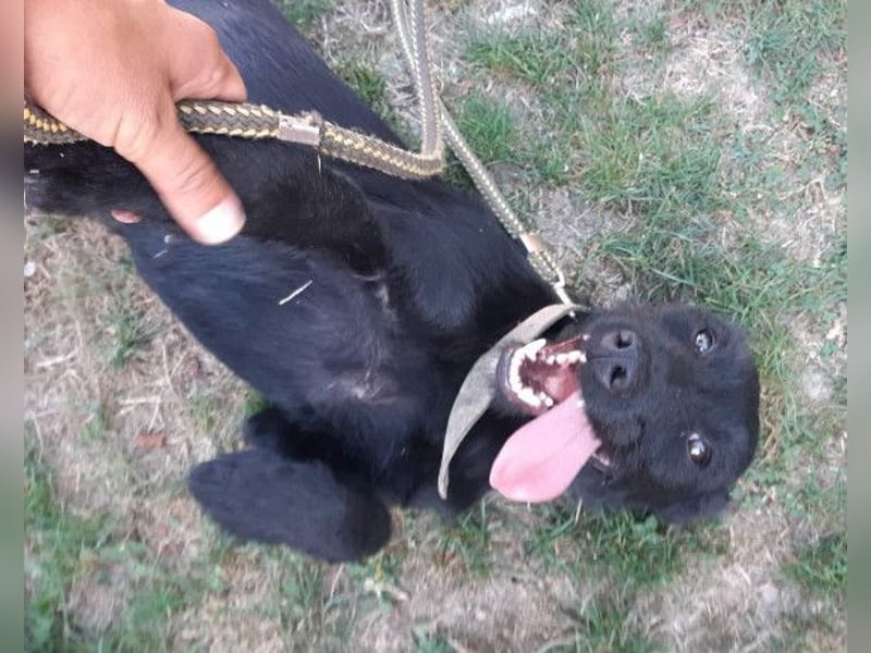 Ebony ❤️ verträglich, lieb, offen!