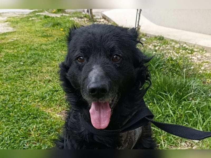 Nox ❤️ liebevoller Kämpfer auf 3-Beinen