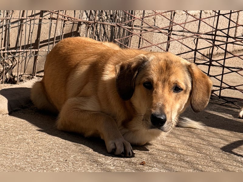 Klausi ❤️ sanft, sensibel + sucht Halt & Liebe