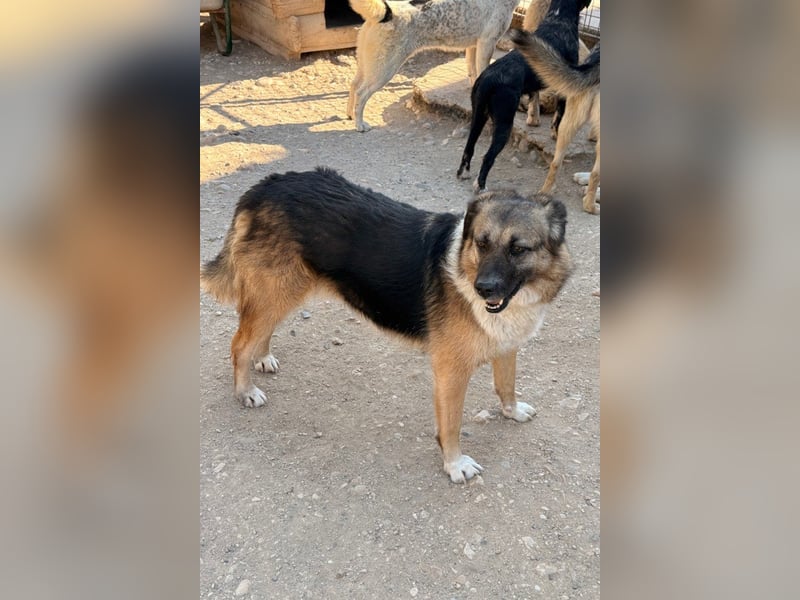 KORA❤️sanfte Seele sucht sehnsüchtig ein liebevolles Zuhause & Geborgenheit