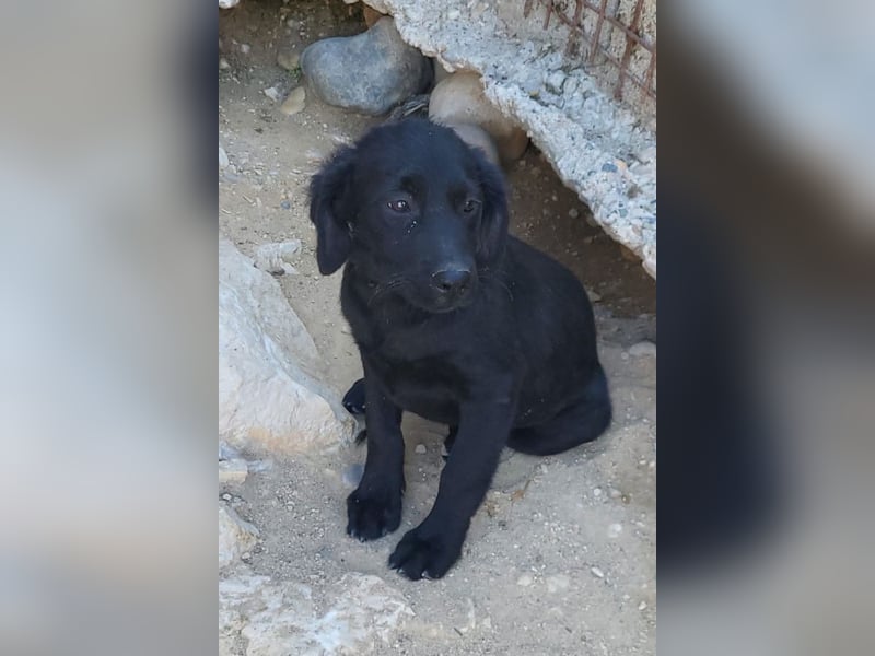 Knutschkugel GRACIE❤️zauberhaftes Fellschnute sucht ihr Zuhause fürs Leben