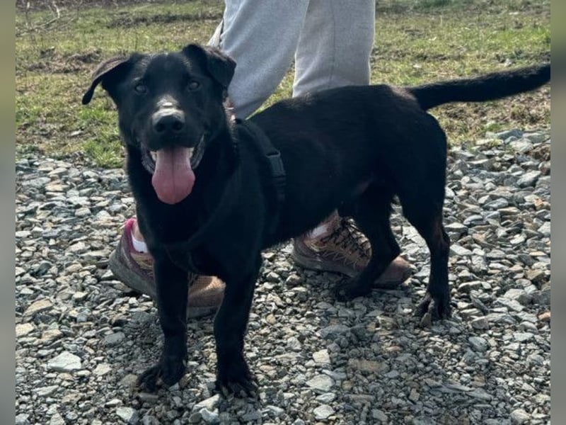 Blacky Aron ♥️ so verschmuster & verspielter Rüde