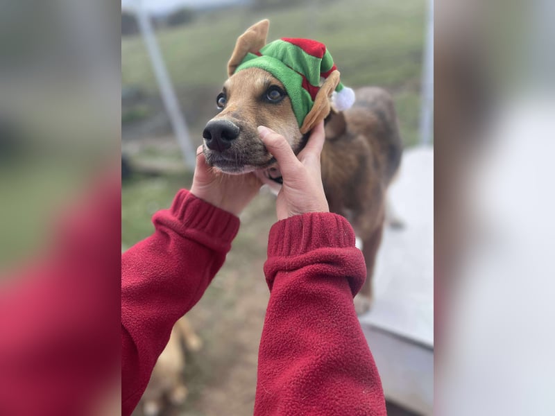 Welpenmädchen Mandy