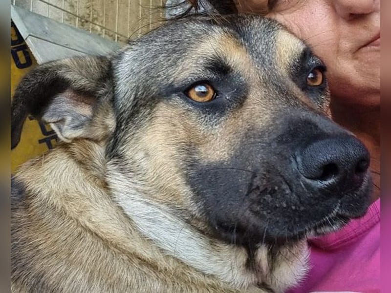 Good-Boy LINO❤️zutraulich, sozial & aufgeschlossen