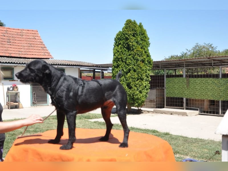 LEMMY❤️harmonischer, treuer Begleiter sucht sein Happy End