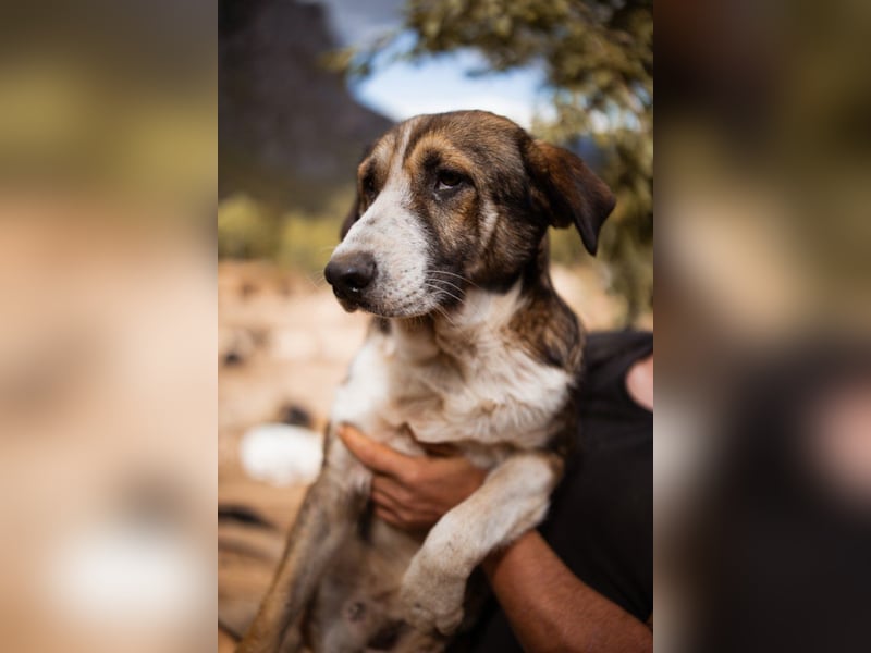 Prachtbursche Pero - ein toller Familienhund sozial, klug, lieb