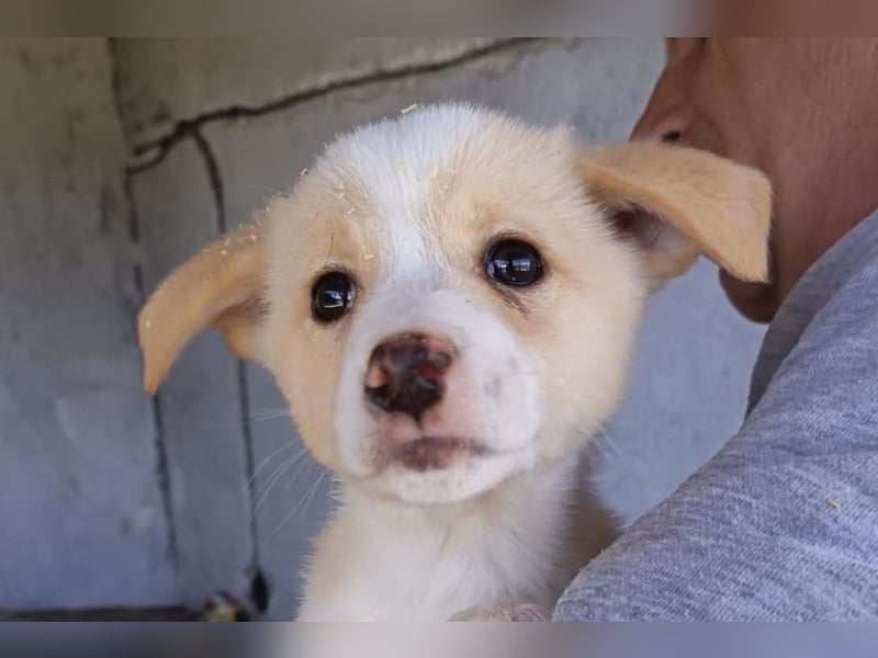 Welpin ♥Tina♥ hofft nun auf Liebe & Treue