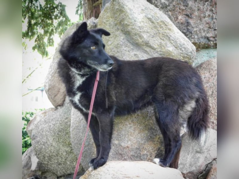 LIBBY, tolle 6 jährige Hündin sucht ihr Heim für immer !