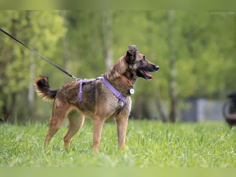 Verschmuste Birma sucht ihre Familie