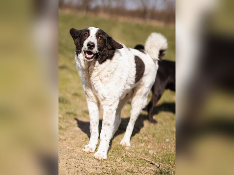 Toller Rüde ♥Thor♥ ruhig & ausgeglichen