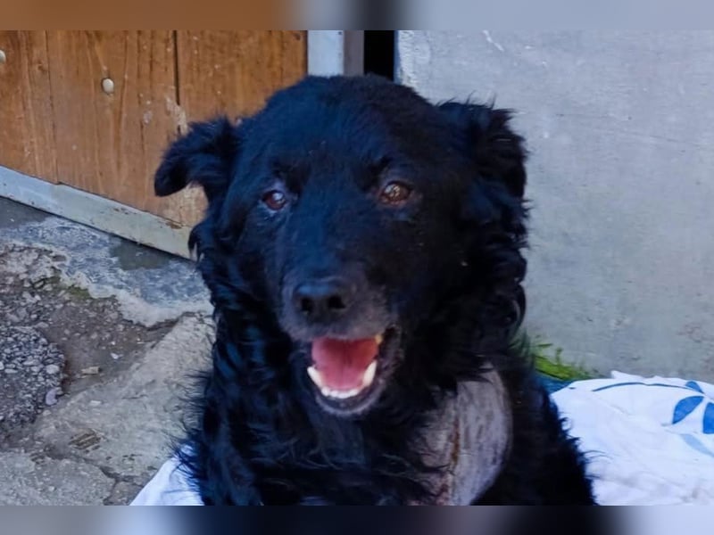 Nox ❤️ liebevoller Kämpfer auf 3-Beinen