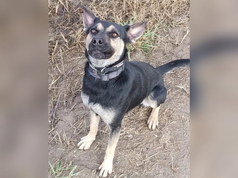 Otto ❤️ so freundlich und verträglich! Otto ❤️ so freundlich und verträglich!