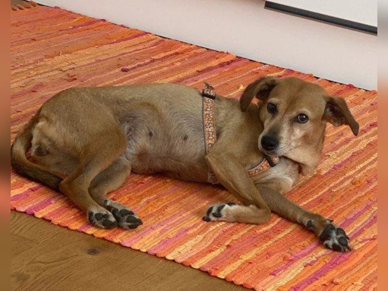 Notfellchen-Mathilda ❤ wartet in 90427 Nürnberg