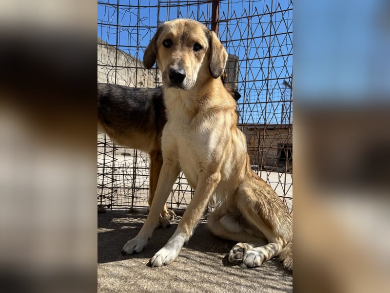 Klausi ❤️ sanft, sensibel + sucht Halt & Liebe