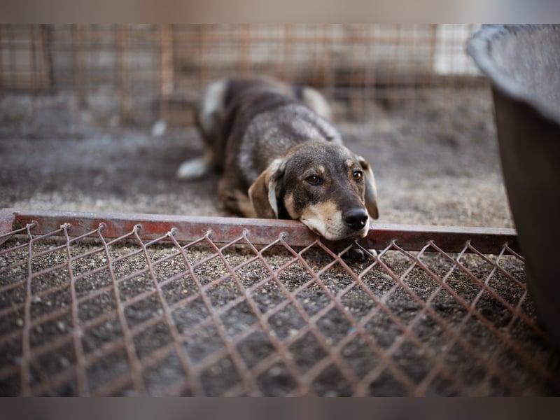 Lebensfrohe ♥Pika♥ sucht ihre treuen Menschen