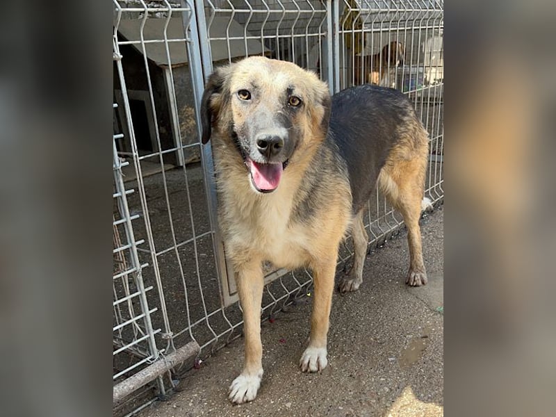 KORA❤️sanfte Seele sucht sehnsüchtig ein liebevolles Zuhause & Geborgenheit