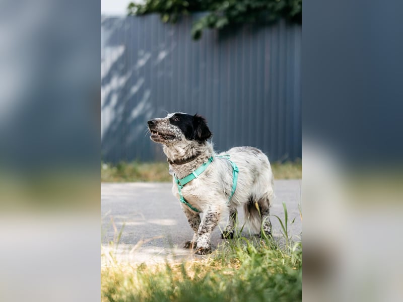 Besonderer Fendi sucht seine Familie