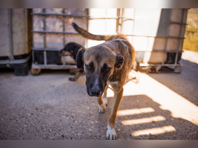 Liebste Lisa - die pure Lebensfreude auf 4 Pfoten