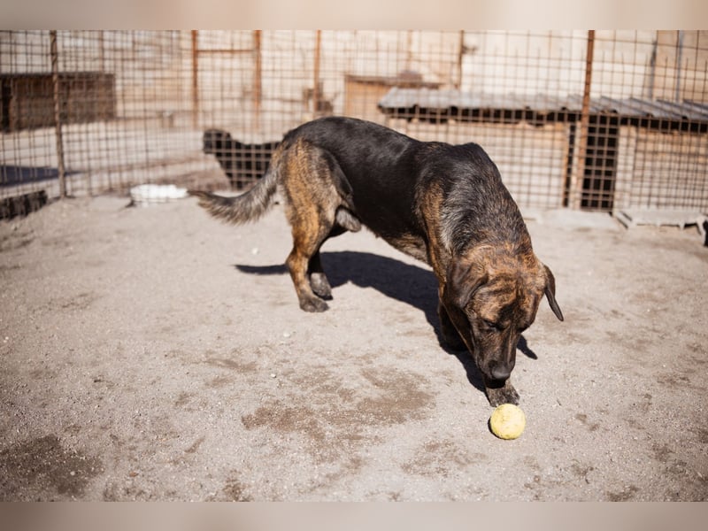 Ludwig ❤️ unser lieber Herzensbrecher Ludwig ❤️ unser lieber Herzensbrecher