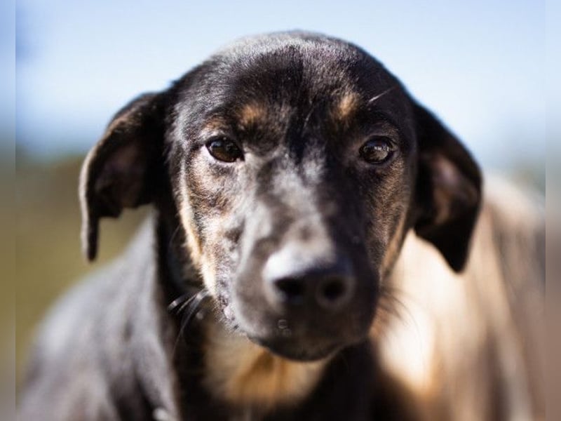 FRIDA❤️Terrier-Mix-Sonnenscheinchen sucht ihr Zuhause voller Liebe