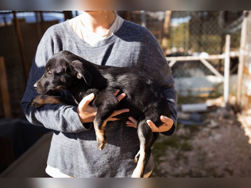 kleiner LUIS❤️süßer, sozialer Racker und ein Strahlen auf vier Pfoten!