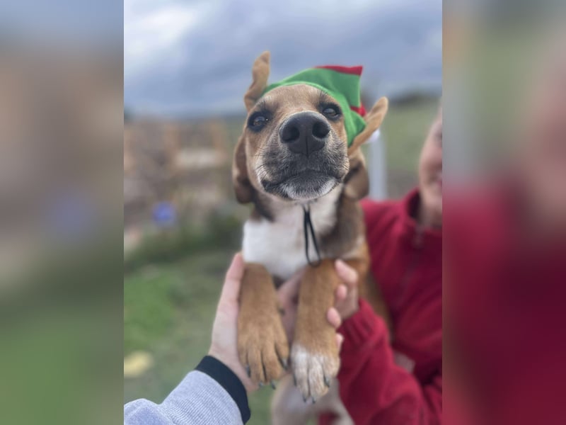 Welpenmädchen Mandy