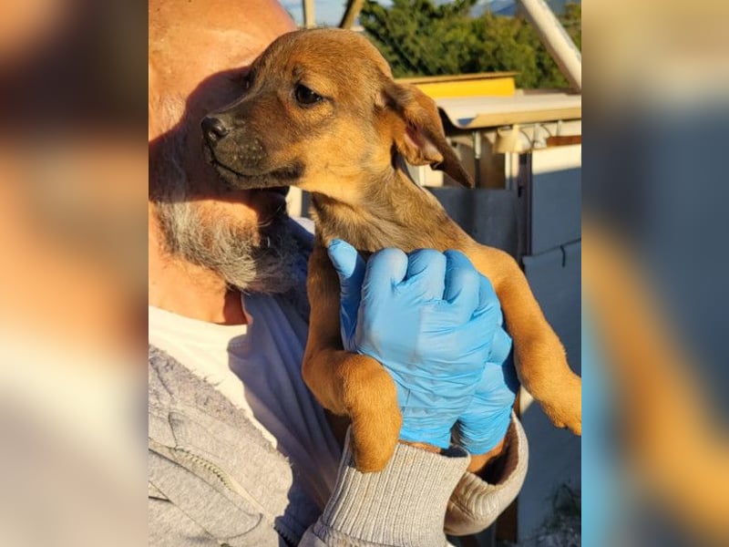 Tilly ❤️ aufgeweckte, lebenslustige Maus