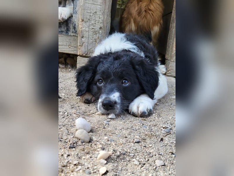 Süße Welpin ♥Suki♥ sucht ihre Menschen