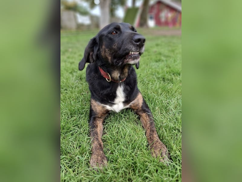 Leo ❤️ wartet in 84524 Neuötting auf dich