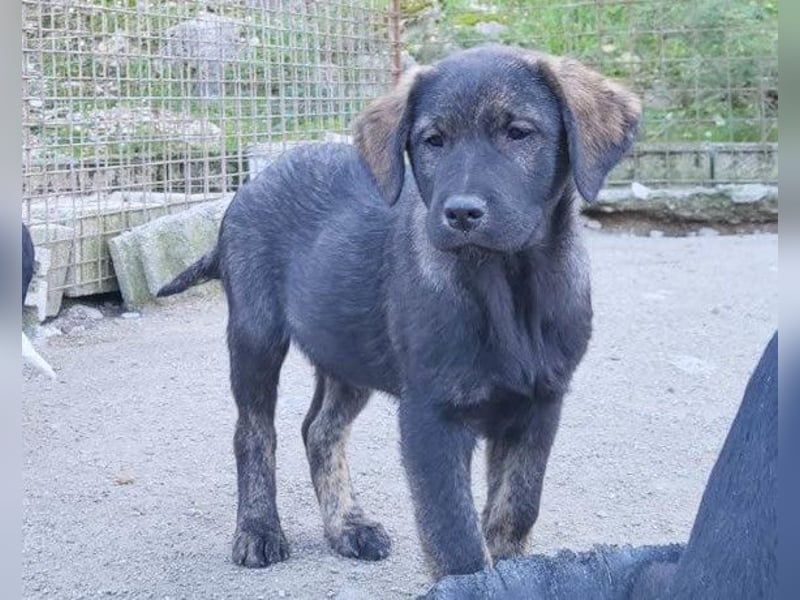Notfellchen SHADOW❤️in 69198 Schriesheim, dringend Not-PS oder Für-Immer-Zuhause gesucht