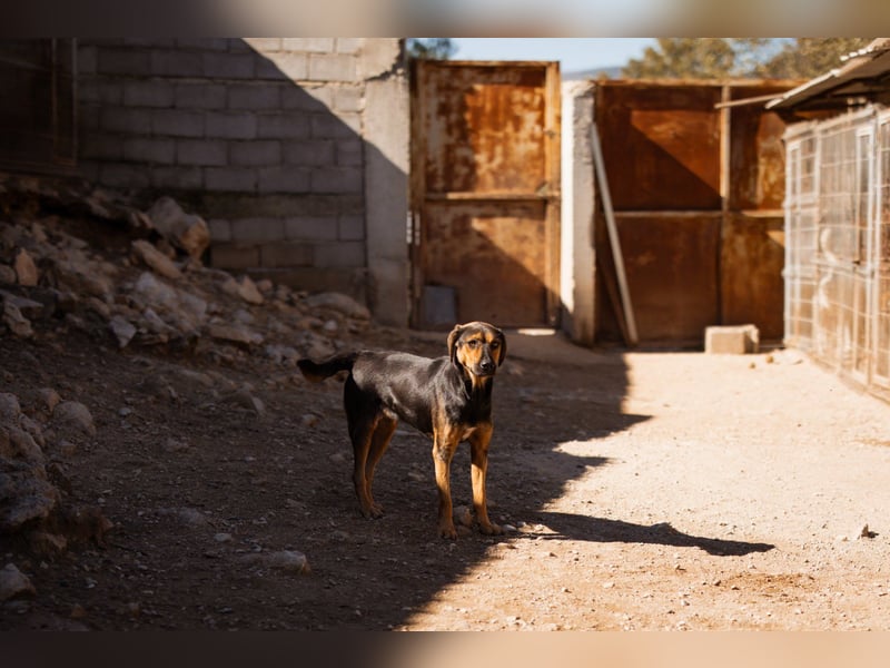 Wundervolle Aylini sucht ein Zuhause