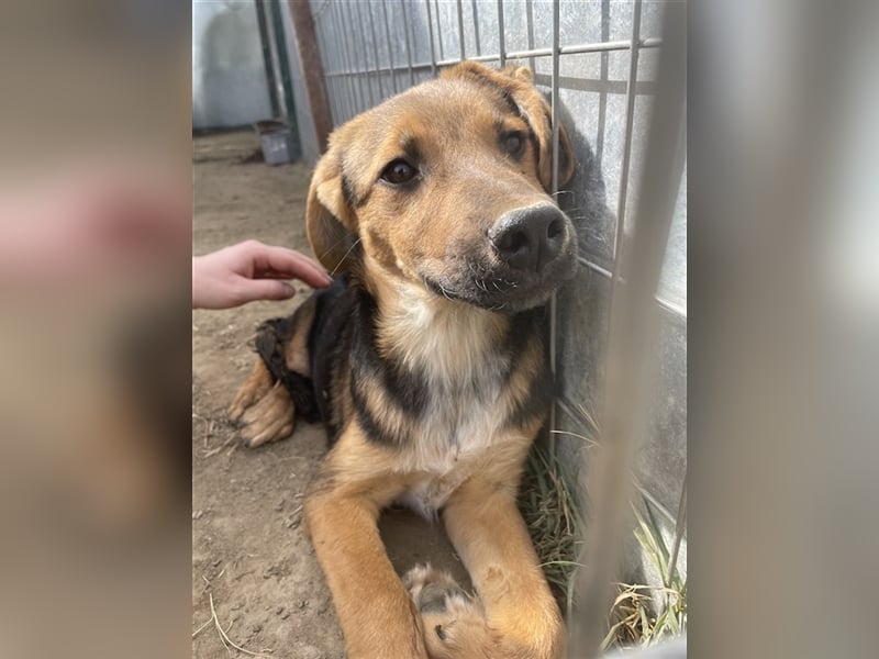 Houston, geb. ca. 07/2023, lebt in GRIECHENLAND, auf einer privaten Pflegestelle