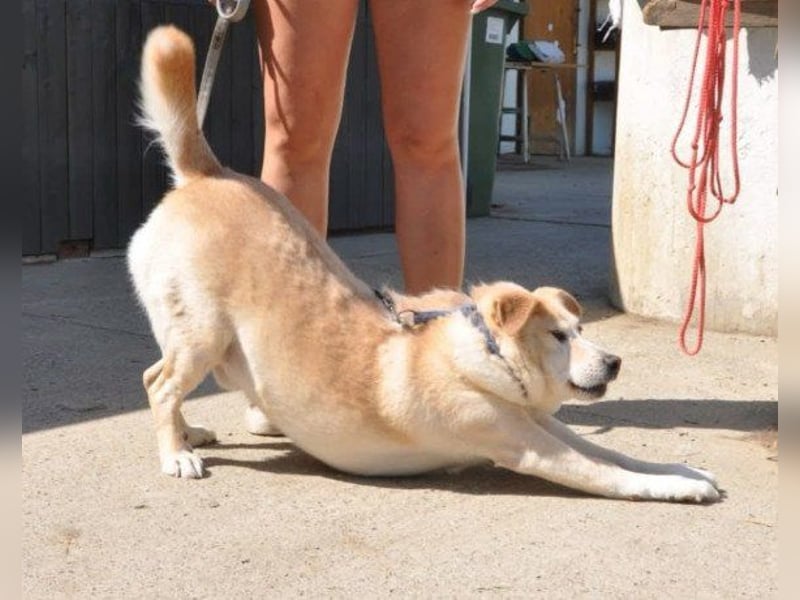 ♥Lary♥ ein sanfter, ruhiger, gutmütiger Rüde im besten Alter