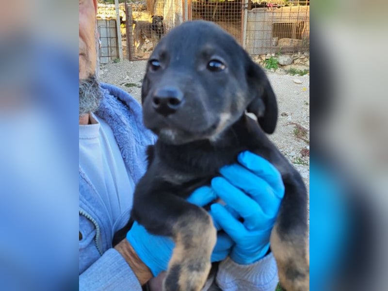 kleiner LUIS❤️süßer Racker und ein Strahlen auf vier Pfoten!