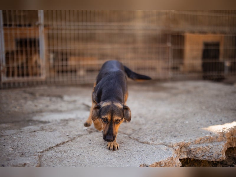 Wundervolle Aylini sucht ein Zuhause