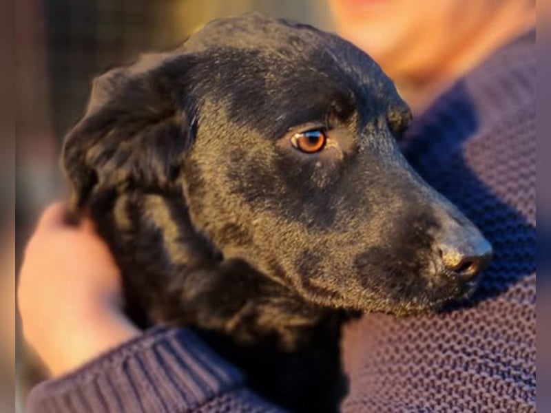 Bruce ❤️ Sanftmütig, loyal, verschmust! Bruce ❤️ Sanftmütig, loyal, verschmust!