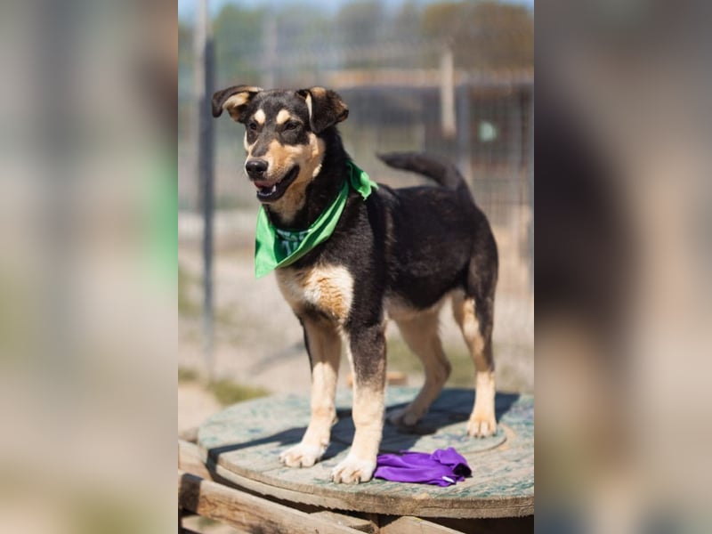 Norio ❤️ kuschliger, verspielter junger Hundebub