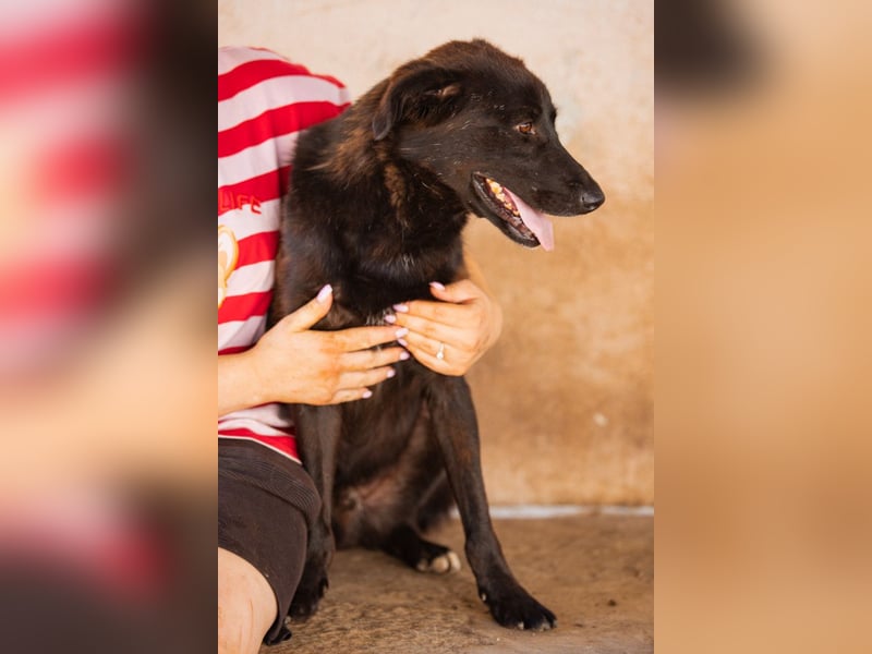 SHADOW❤️freundlicher, sanfter, treuer Familienhund