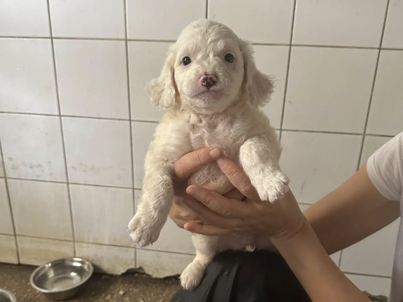 Welpenmädel CURLY wünscht sich ein liebevolles Daheim
