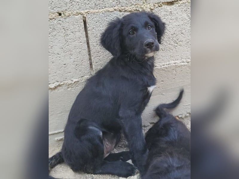 Mila ❤️ so süßes + lebensfrohes Hundemädchen!