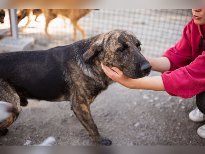 Ludwig ❤️ unser lieber, verschmuster Jungrüde!