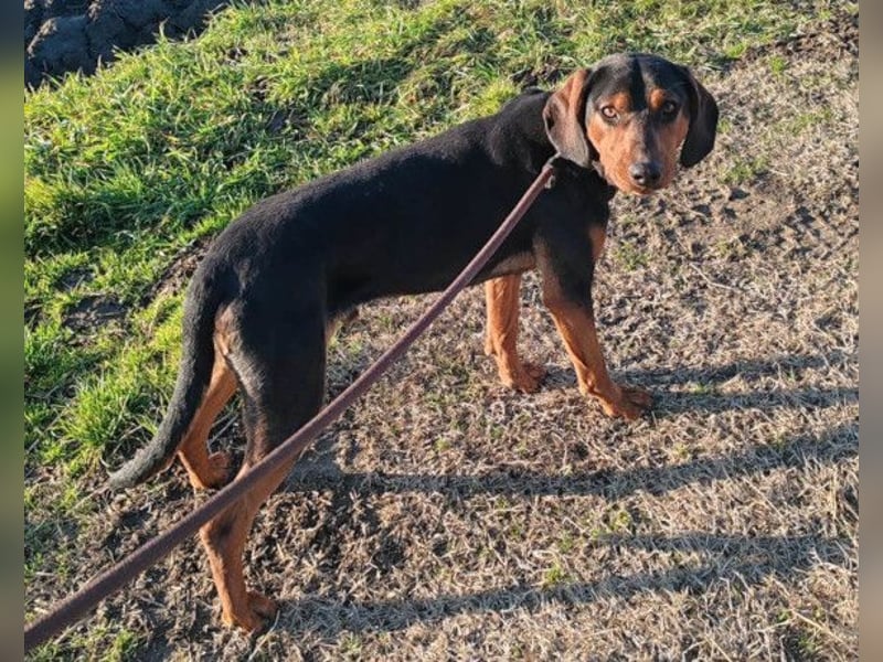 Ruhiger Jimmy ❤️ sucht liebesvolles Zuhause