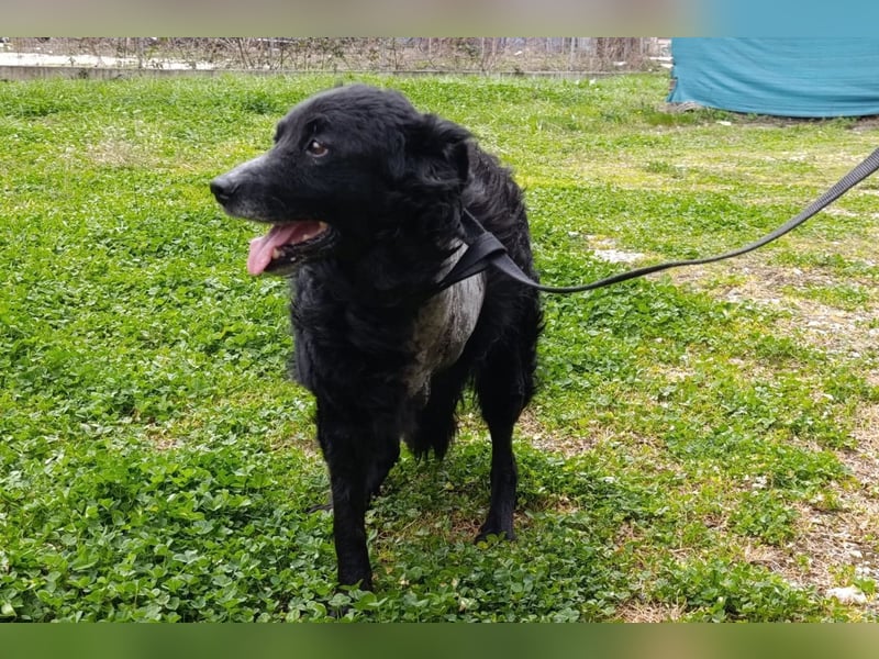 Nox ❤️ liebevoller Kämpfer auf 3-Beinen