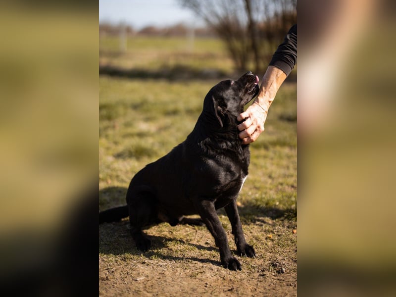 Coolio - wunderbar fröhlicher aktiver Bub