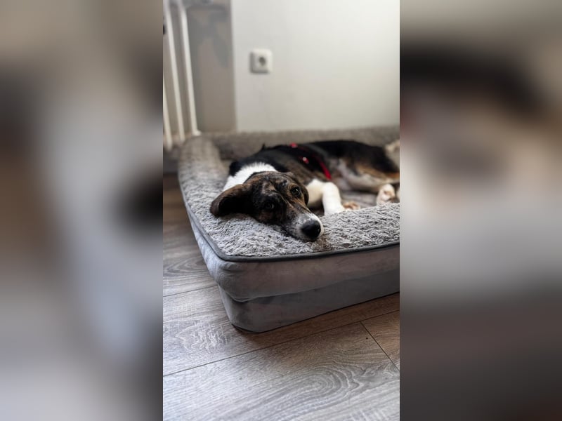 Zauberhafte Bini sucht ihre Menschen